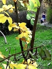 15 pictures - Hot babe pees on a public path while outside